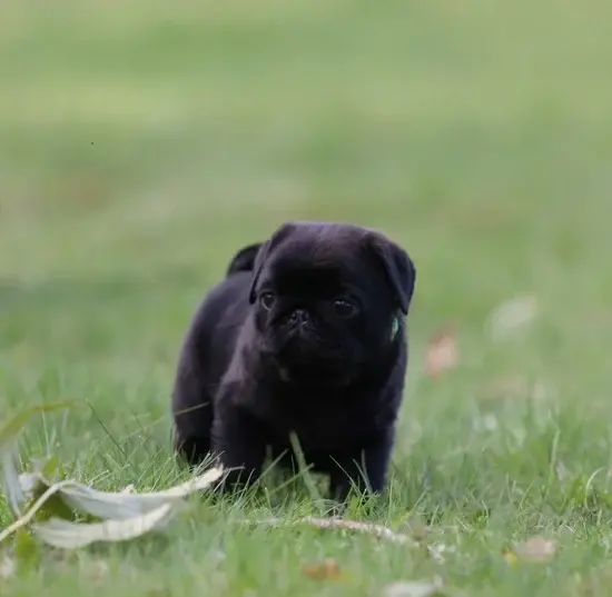 Élevage de Carlins – Le Val de l’Enchanteur | Chiots LOF en France