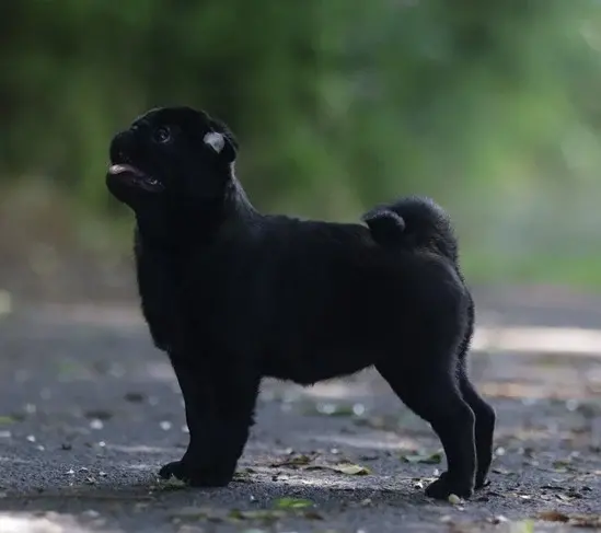 Élevage de Carlins – Le Val de l’Enchanteur | Chiots LOF en France
