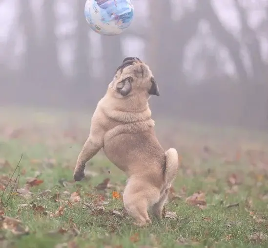 mops